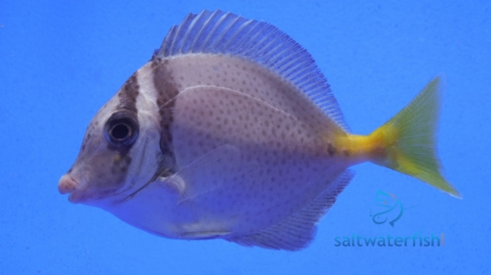 Sawtail Tang - Indonesia
