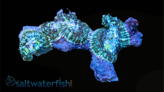 Bullseye Mushroom Coral Combo Rock - Aquacultured