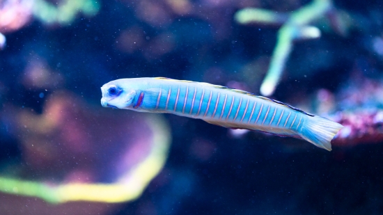 Zebra Goby