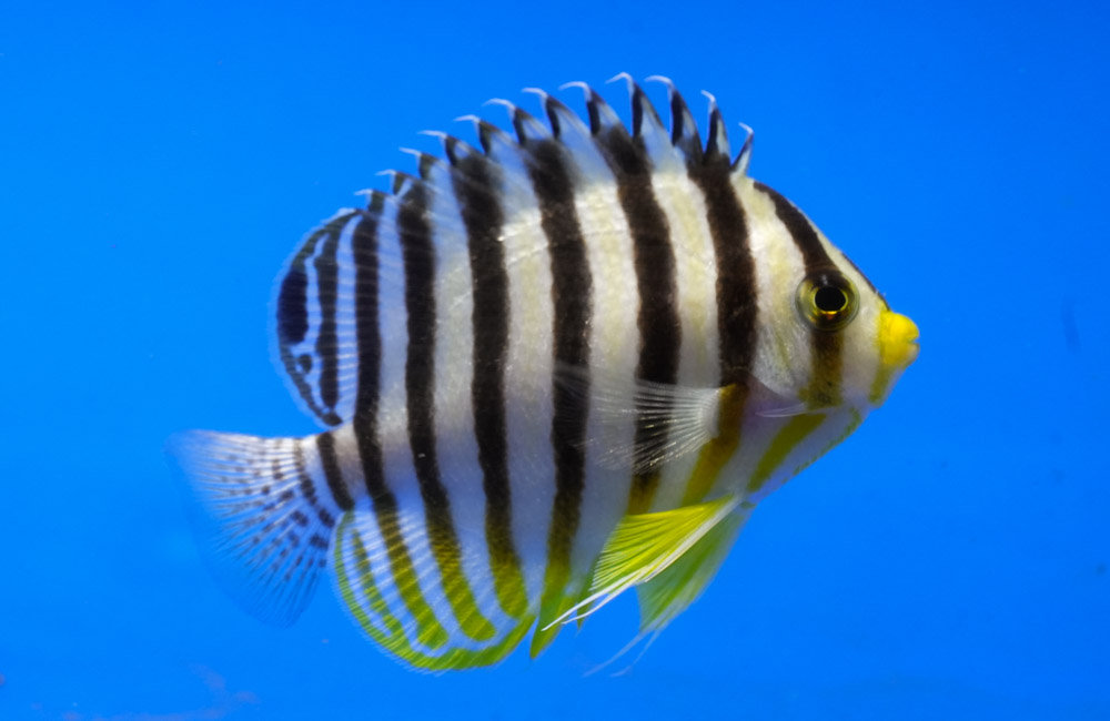 Angelfish Dwarf For Sale