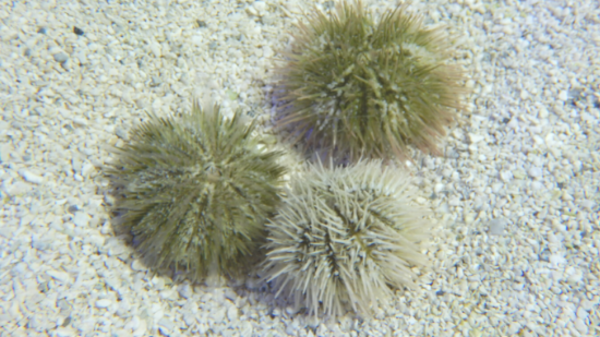 Pincushion Urchin - Aquacultured