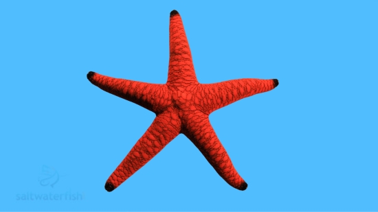 Marble Starfish