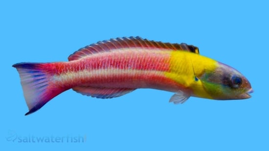 Paddlefin Wrasse