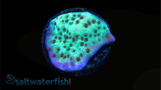 Encrusting Montipora: "Jedi Mind Trick" Green w/ Orange Polyps