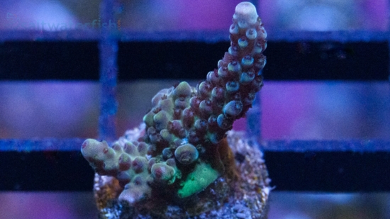 Acropora GH Aqua Delight - Aquacultured