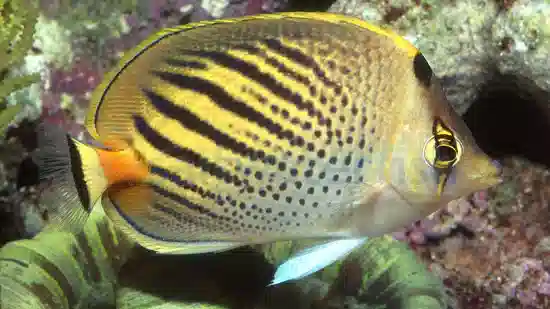 Sunset Butterfly - Fiji - MAC Certified
