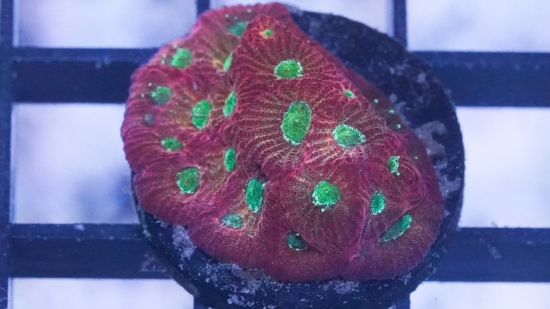 Favia Brain Coral: Orange/Red with Green Eyes