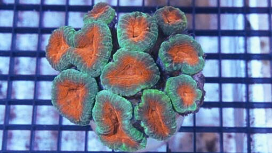 Open Brain Pachysepta Green with Orange Mouth Branching 
