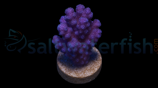 Pocillopora Cauliflower Coral: Colored