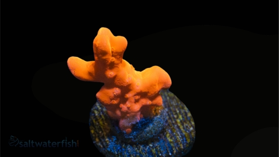 Montipora Orange Setosa - Aquacultured