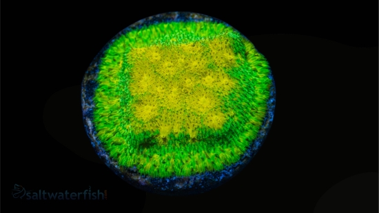 Psammocora Coral : Lemon Lime - Aquacultured