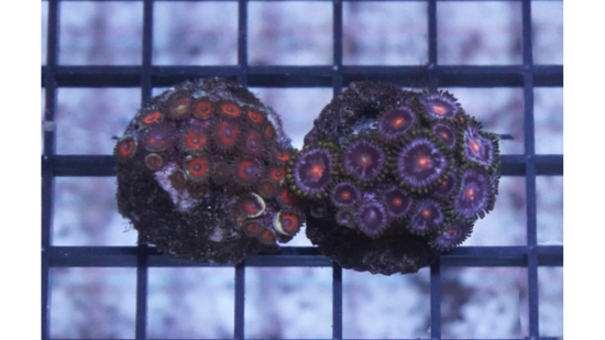 Zoanthid Fire and Ice - Aquacultured