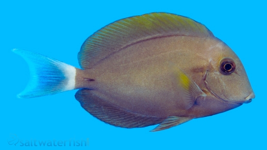 Epaulette (Black Shoulder) Tang - Tangs - Saltwater Fish