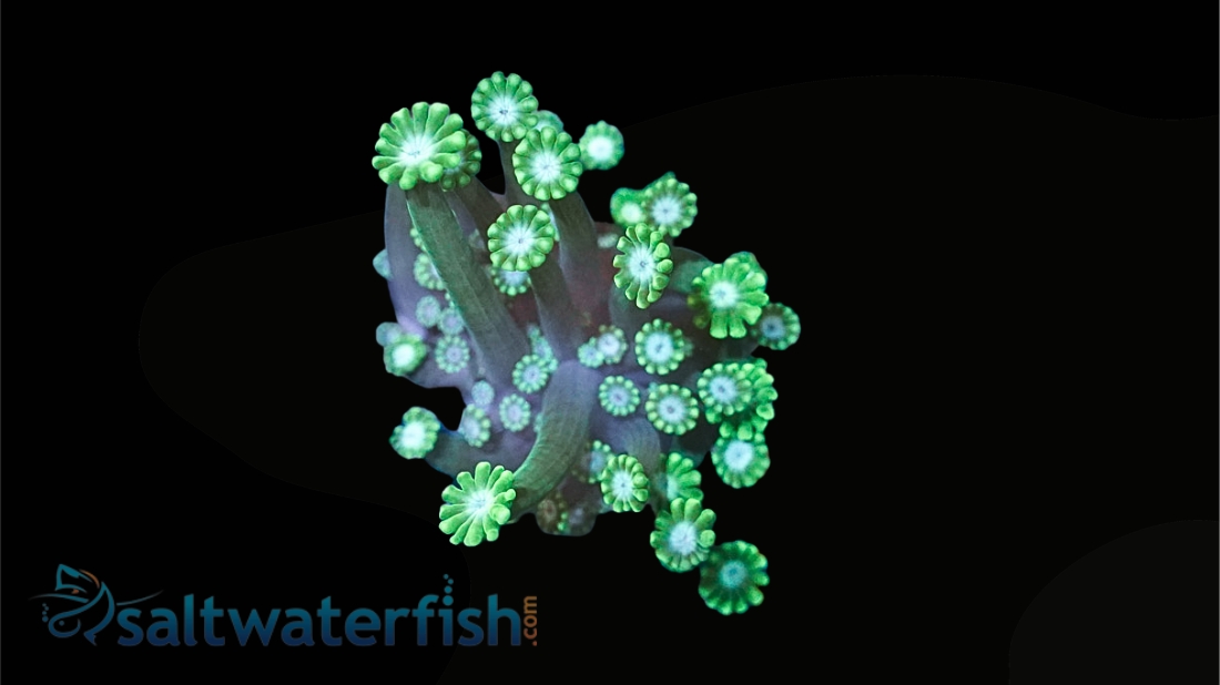 Alveopora Coral: Green - Aquacultured