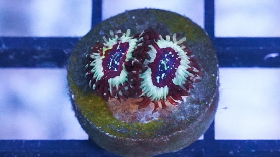 Zoanthid : White Zombie - Aquacultured