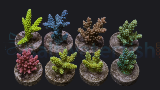 Acropora Coral: Premium - Aquacultured