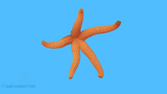 Orange-Ridged Star