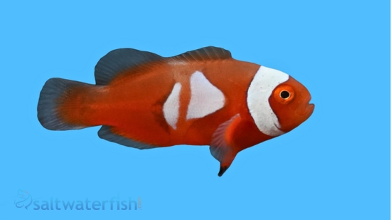 Semi Picasso Percula Clownfish - Captive Bred - QM Labs