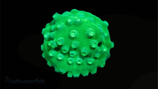 Cyphastrea JF PPE - Aquacultured