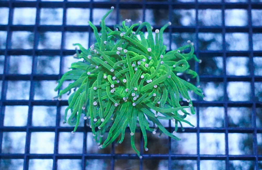 Torch Coral: Green w/ Pink Tips - Aquacultured