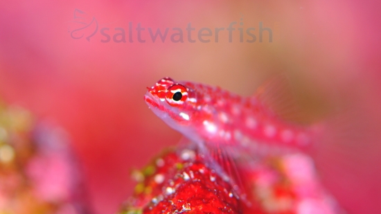 Red Spot Trimma Goby
