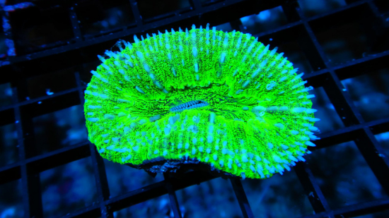 Scoly: Green - Australia Aquacultured
