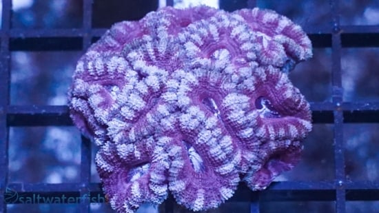 Acan Lord (Micromussa): Bi-Color - Australia