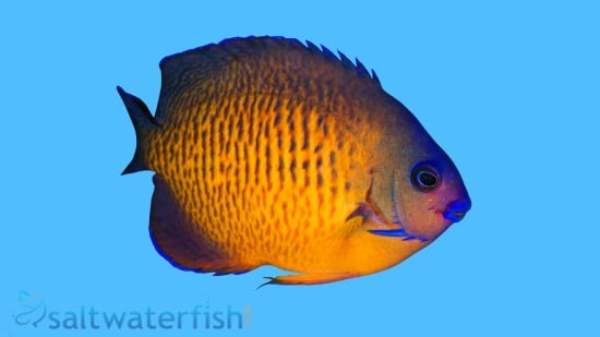 Coral Beauty Angelfish - Fiji