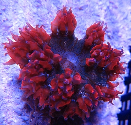 Flower Anemone - Red