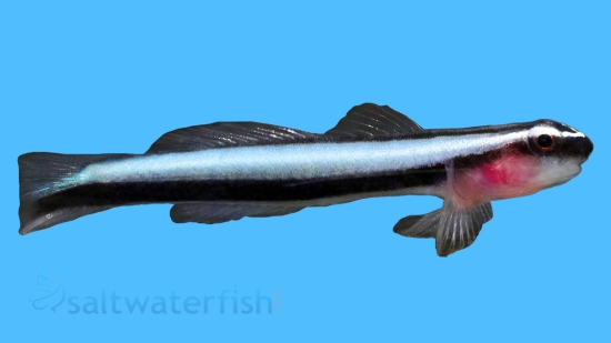 Broad-Stripe Neon Goby