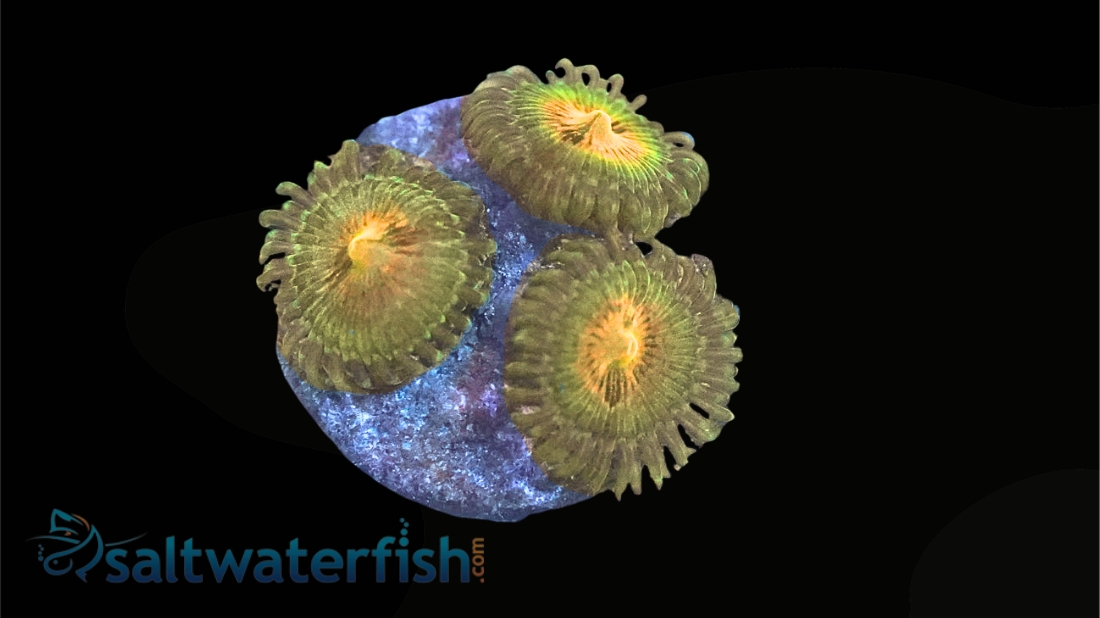 Zoanthid Goldeneye - Aquacultured