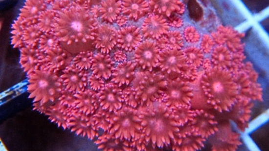 Goniopora : Pink/Red - Aquacultured