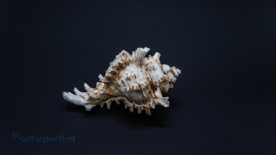 Flowery Lace Murex Snail