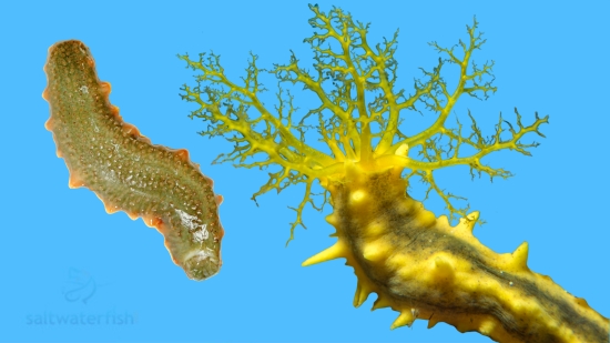 Yellow Cucumber - Indo Pacific