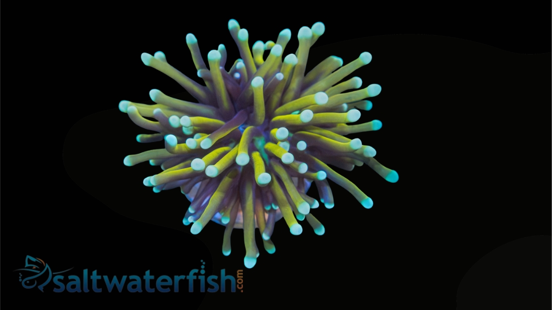 Torch Coral: Gold w/ Green Tips - Aquacultured