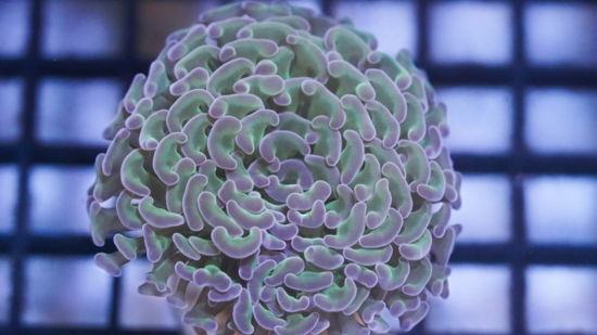 Hammer Coral:Branching Green w/ Pink Tips - Aquacultured
