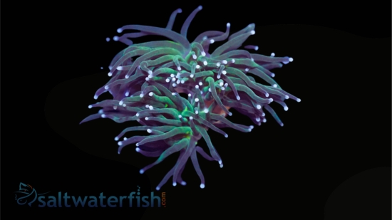 Torch Coral : Green w/ Purple Tips