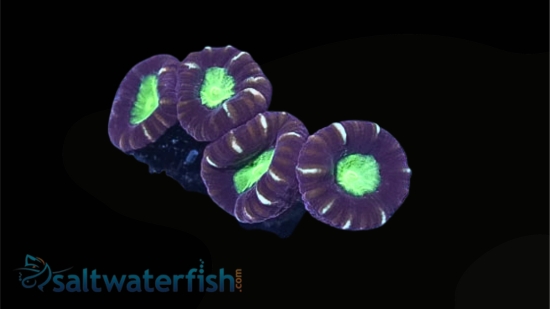 Trumpet Candy Cane Coral - Aquacultured