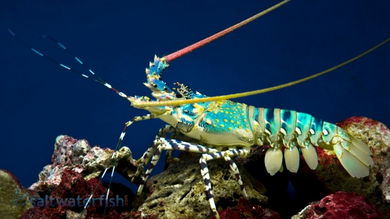 Ornate Spiny Lobster