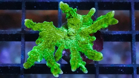 Montipora Hirsuta: Green - Aquacultured