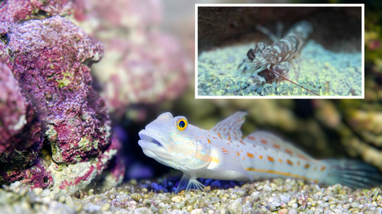 Diamond Goby & Tiger Pistol Shrimp Bundle