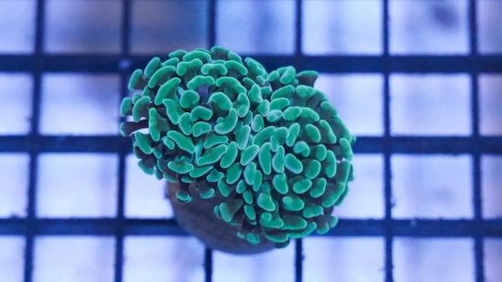 Hammer Coral: Green