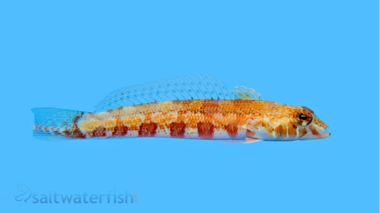 U Mark Sandperch - Red Sea