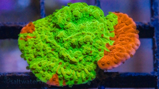 Cap Montipora: Jawbreaker - Aquacultured