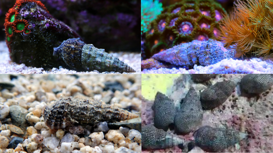 Cerith Snails, Cortez or Cerith Snail Caribbean - Group of 10