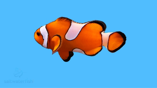 False Percula Ocellaris Clownfish: Misbar - Captive Bred