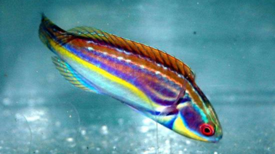 Labout's Fairy Wrasse