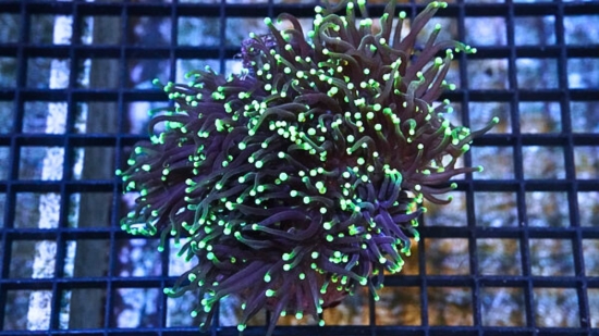 Torch Coral: Black w/ Green Tips - Aquacultured