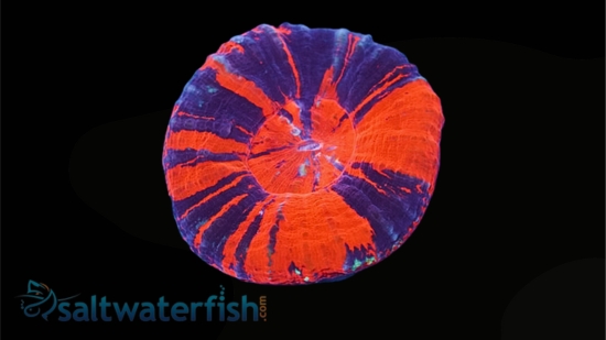 Scolymia Red, Purple & Mint "Scarlet Warpaint"  - Australia