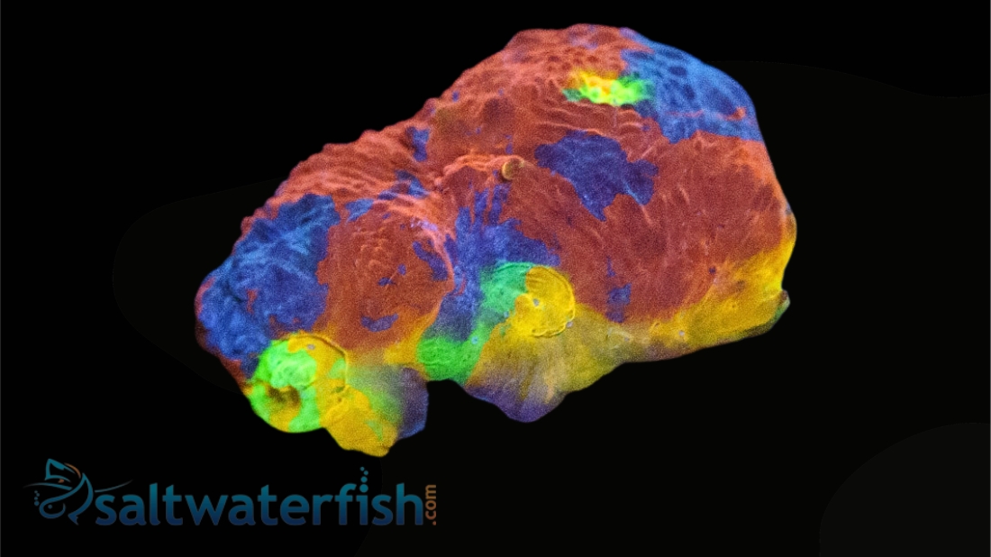 Chalice Coral: Jelly Bean - Aquacultured